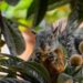 Descubre la Fascinante Variedad de Animales con J en Inglés: Guía Completa