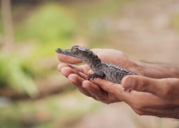 Descubre los animales con la letra ‘je’ en sus nombres: una lista fascinante