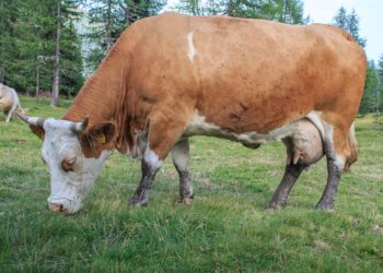 Descubre por qué algunos animales tienen ojeras y qué significan para su salud
