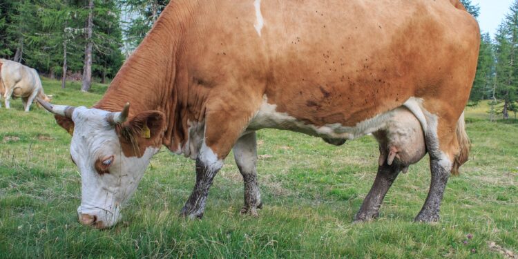 Descubre por qué algunos animales tienen ojeras y qué significan para su salud