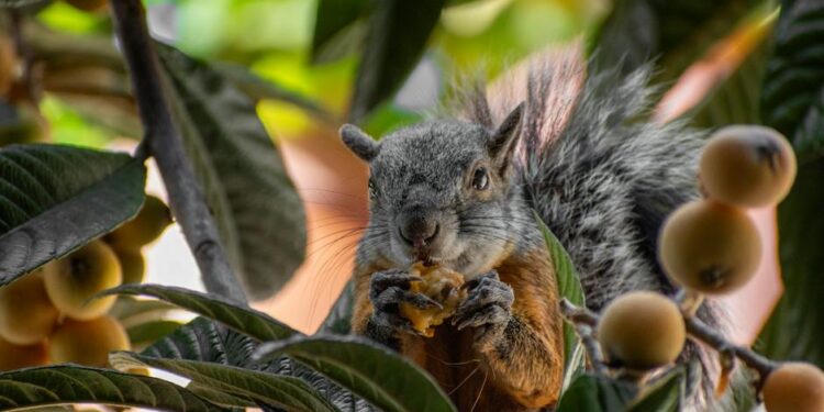 Descubre el Fascinante Mundo de los Animales con Pelo: Guía Completa y Curiosidades Sorprendentes