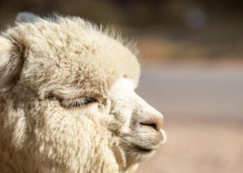 Descubriendo el mundo sensorial: Animales con quimiorreceptores y su increíble habilidad para detectar cambios químicos en su entorno
