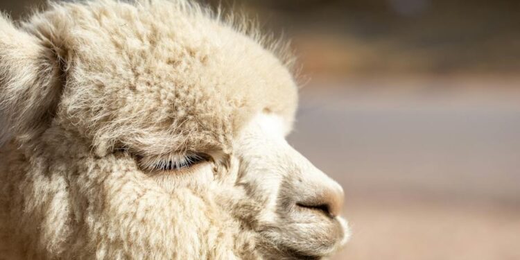 Descubriendo el mundo sensorial: Animales con quimiorreceptores y su increíble habilidad para detectar cambios químicos en su entorno