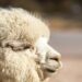 Descubriendo el mundo sensorial: Animales con quimiorreceptores y su increíble habilidad para detectar cambios químicos en su entorno