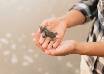 Descubre los Animales con Tilde: Guía Completa para Aprender Ortografía Animal