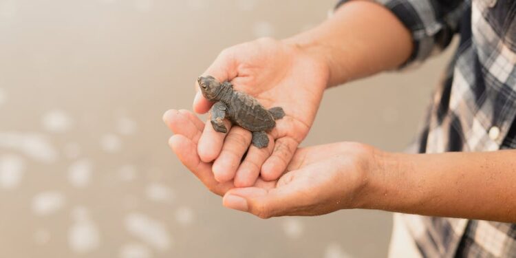 Descubre los Animales con Tilde: Guía Completa para Aprender Ortografía Animal