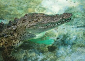 Deslúmbrate con los Animales con Zú: Conoce estos Fascinantes Seres de la Naturaleza