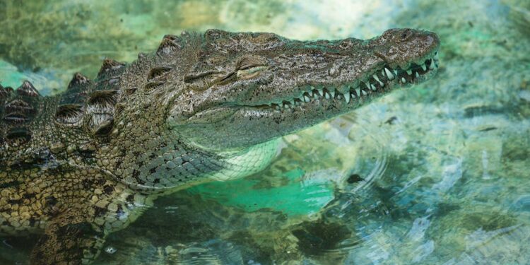 Deslúmbrate con los Animales con Zú: Conoce estos Fascinantes Seres de la Naturaleza