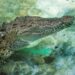 Deslúmbrate con los Animales con Zú: Conoce estos Fascinantes Seres de la Naturaleza