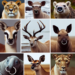 Descubre los Maravillosos Animales con Aretes en la Nariz: Guía Completa