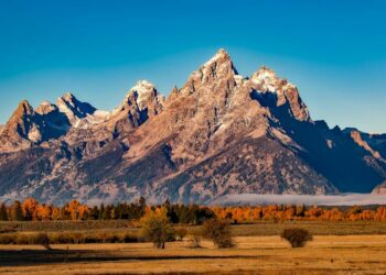 Descubre los animales con hocico grande: ¡Conoce a los gigantes de la naturaleza!