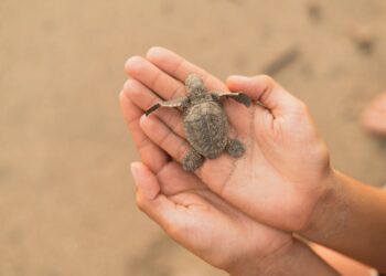 Descubriendo la impresionante adaptación de los animales con mimetismo en la naturaleza