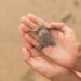 Descubriendo la impresionante adaptación de los animales con mimetismo en la naturaleza