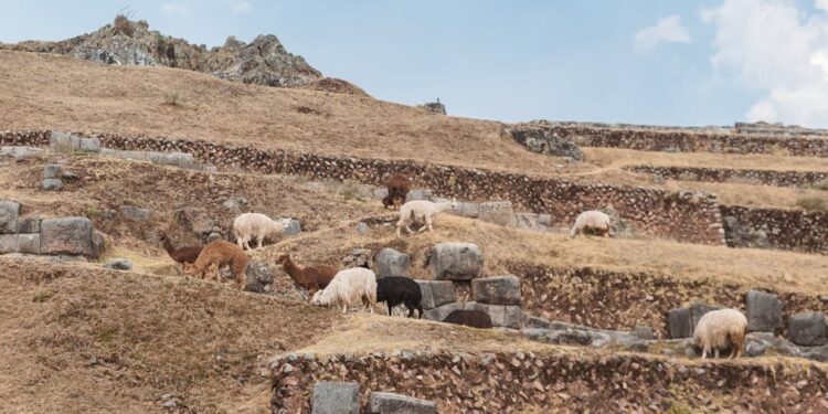 Descubre los Animales con Que y Qui: Una Lista Completa y Detallada
