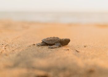 Discover the Most Fascinating Animals with X in Their Names