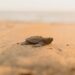 Discover the Most Fascinating Animals with X in Their Names