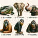 Los Animales con Vocales: Una Guía Sorprendente a las Especies Más Inusuales